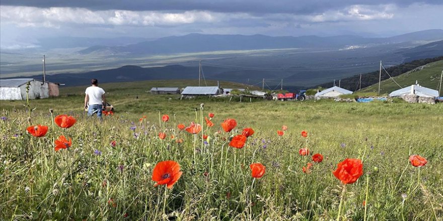 ARDAHAN'DA YAYLALAR, ÇİÇEKLERLE RENKLENDİ
