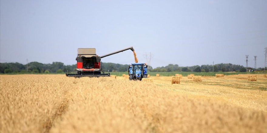 TRAKYA'DA SERTİFİKALI BUĞDAY TOHUMU VERİMİYLE ÖNE ÇIKIYOR