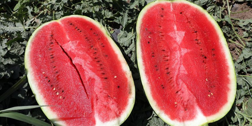 KARPUZDA REKOLTE BEKLENTİSİ 25 BİN TONUN ÜZERİNDE