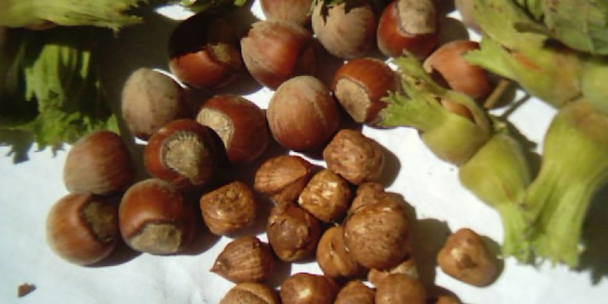 FERRERO FINDIK’TAN FINDIK HASAT DÖNEMİ İÇİN TARIMSAL UYGULAMA ÖNERİLERİ