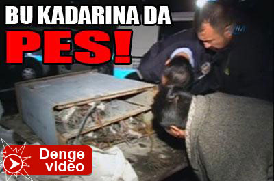 Bu kadarına da pes! ...