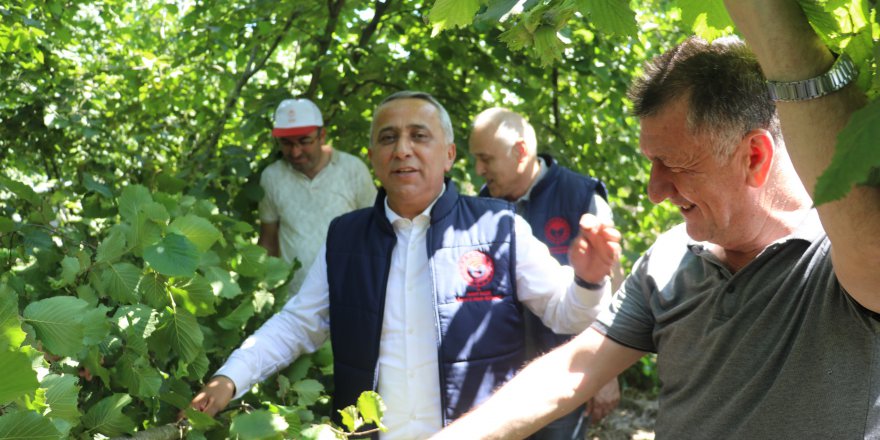 Samsun’da Fındık Rekolte Tahmini Arazi Çalışmaları Devam Ediyor