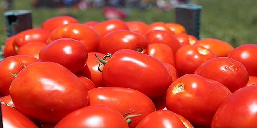 KAHRAMANMARAŞ'TA DOMATESTEN 120 BİN TON REKOLTE BEKLENİYOR