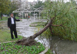 Fırtına ağaçları yerinden söktü