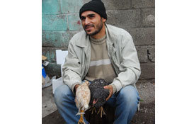 Köy tavuğu kapış kapış