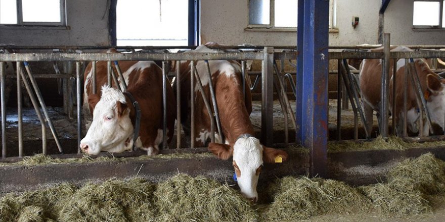 TZOB BAŞKANI BAYRAKTAR'DAN DAMIZLIKLAR KESİME GİDİYOR UYARISI