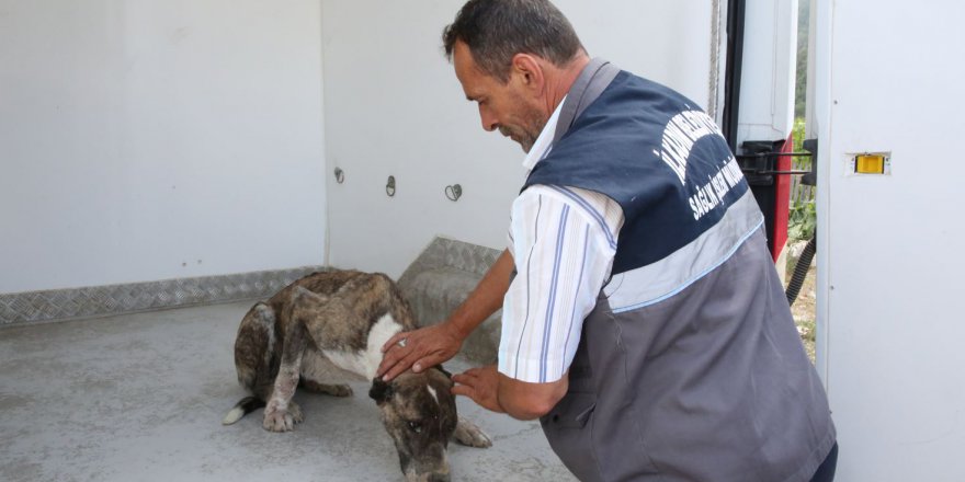 ARACIN ÇARPTIĞI KÖPEĞİN YARDIMINA İLKADIM SAĞLIK İŞLERİ EKİPLERİ KOŞTU