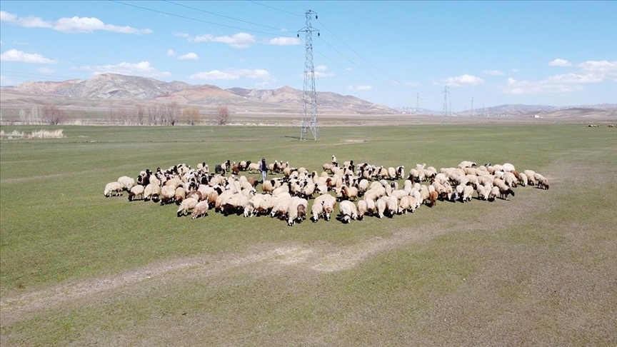 SÖZLEŞMELİ BESİCİLİKTE DESTEKLEME ÖDEMELERİ BELLİ OLDU