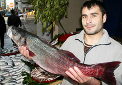 Dev levrek İzmir'e satıldı