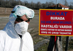 Kuş gribi kabus oldu
