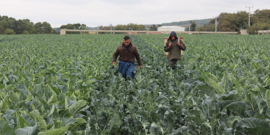 SAMSUN'DA BROKOLİ HASADI