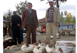 Kavak'ta kaz satışları