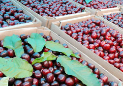 20 bin kiraz üretimi yapılıyor