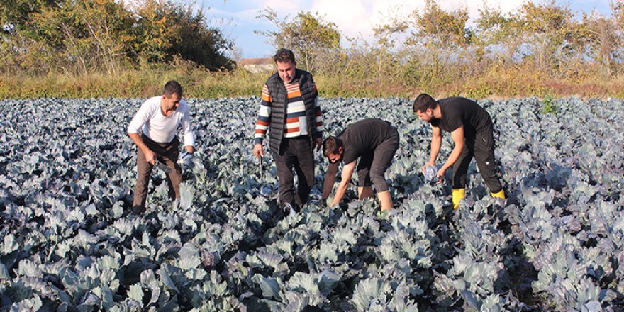 BAFRA'DA KIRMIZI LAHANA HASADI