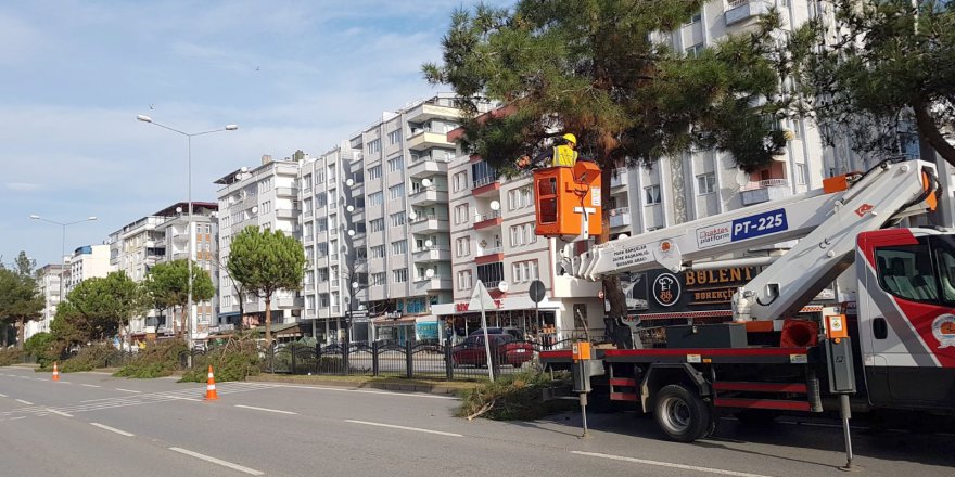 AĞAÇLARA 'KIŞ' BAKIMI