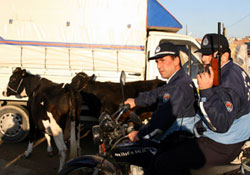 İki boğa firar etti, pazar karıştı