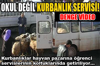 Okul değil, kurbanlık servisi!