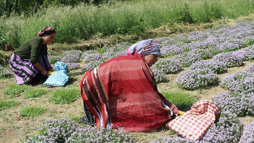 DOĞU KARADENİZ'DE KALKINMAYA DESTEK