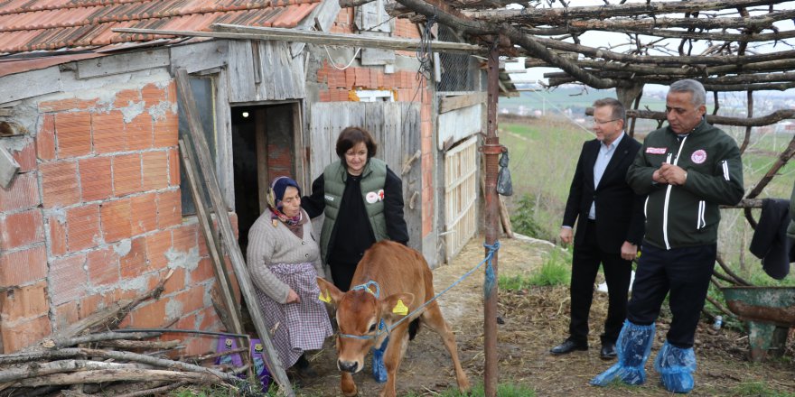 JERSEY IRKI İNEKLERİN SAYISI ARTIYOR
