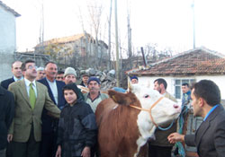 200 gebe düve dağıtıldı