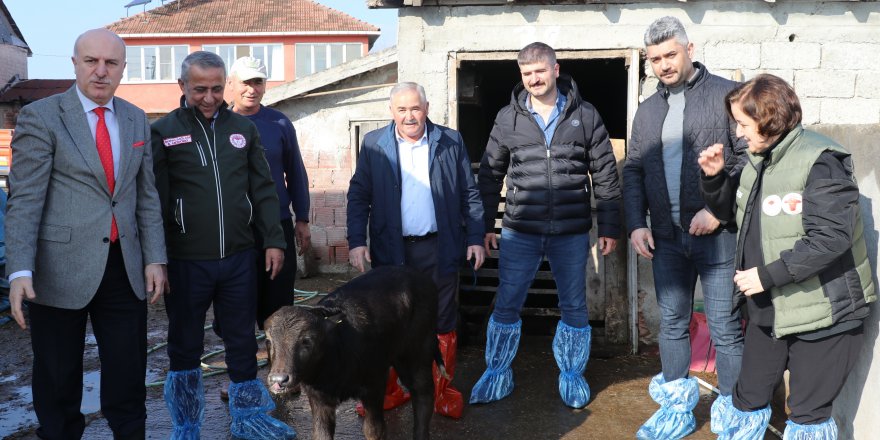 SAMSUN'DA SUNİ TOHUMLAMA