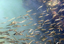 Tehlike çanları çalıyor