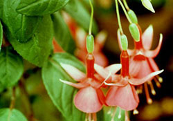 Vatandaş aktarları mekan tuttu