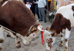 Kurbanlıkta promosyon dönemi