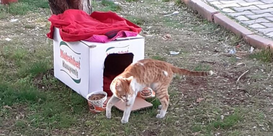 YIKINTILAR ARASINDAN GELEN KEDİYE KUCAK AÇTI