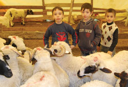 Kurbanlıklar elde kaldı