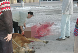 Çocuklara kesimi izletmeyin