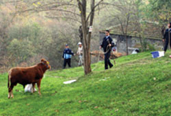 Boğa ormana kaçtı