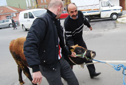 Kurbanlıklar direğine asıldı