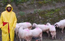 Kurbanlıklar elde kaldı