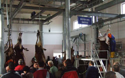 Mezbehanede ilk kesim yapıldı