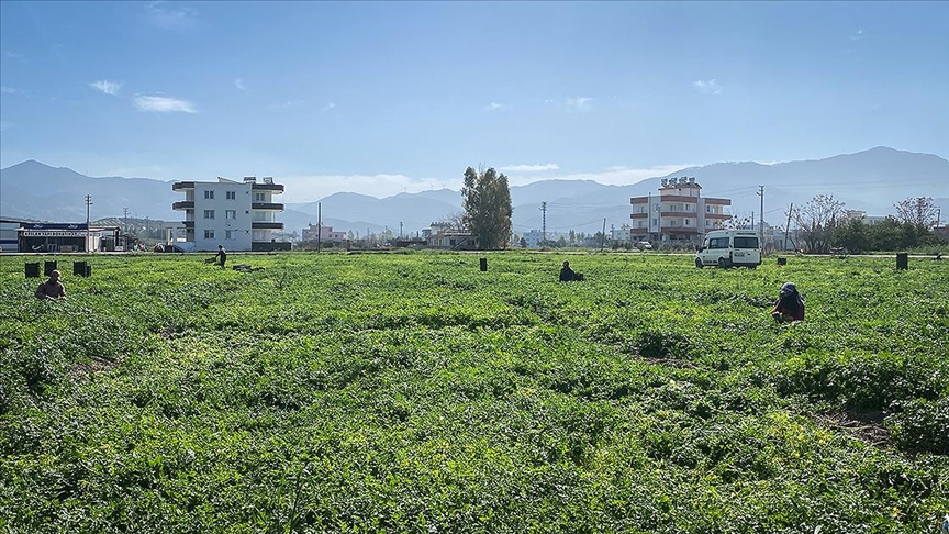 ÇİFTÇİYE YAKLAŞIK 5 MİLYAR LİRALIK DESTEK