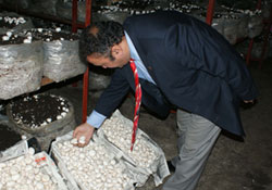 Alternatif ürün kültür mantarı