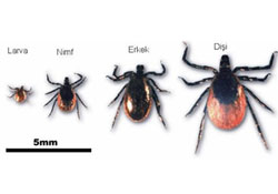 Kene mücadelesi kışın yapılmalı
