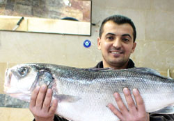 Karadeniz'de 8.5 kiloluk levrek