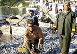 Balık satışları durdu