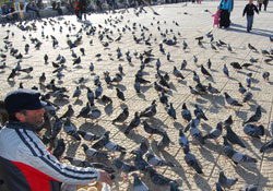 Kriz güvercinleri de vurdu