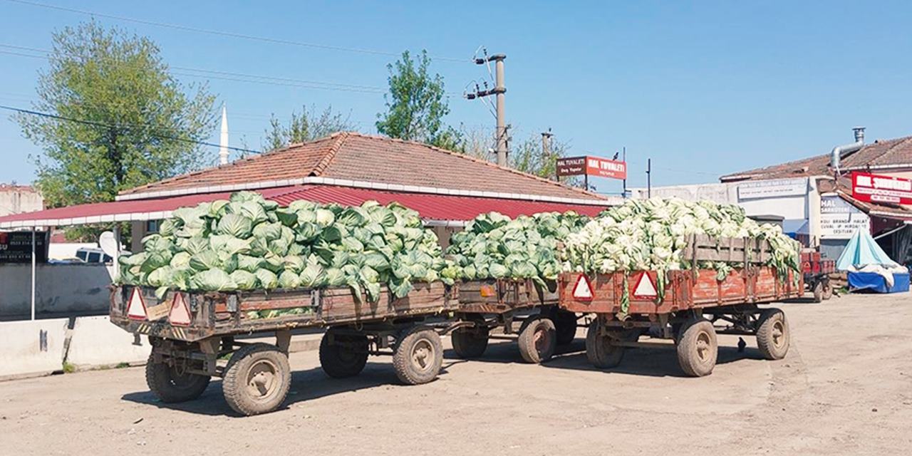 Lahana hasadında sona yaklaşıldı