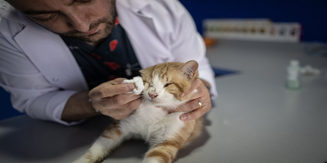 Depremden etkilenen hayvanları sahiplendiriyorlar