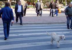 Köpek yeşil ışıkta,  geçti