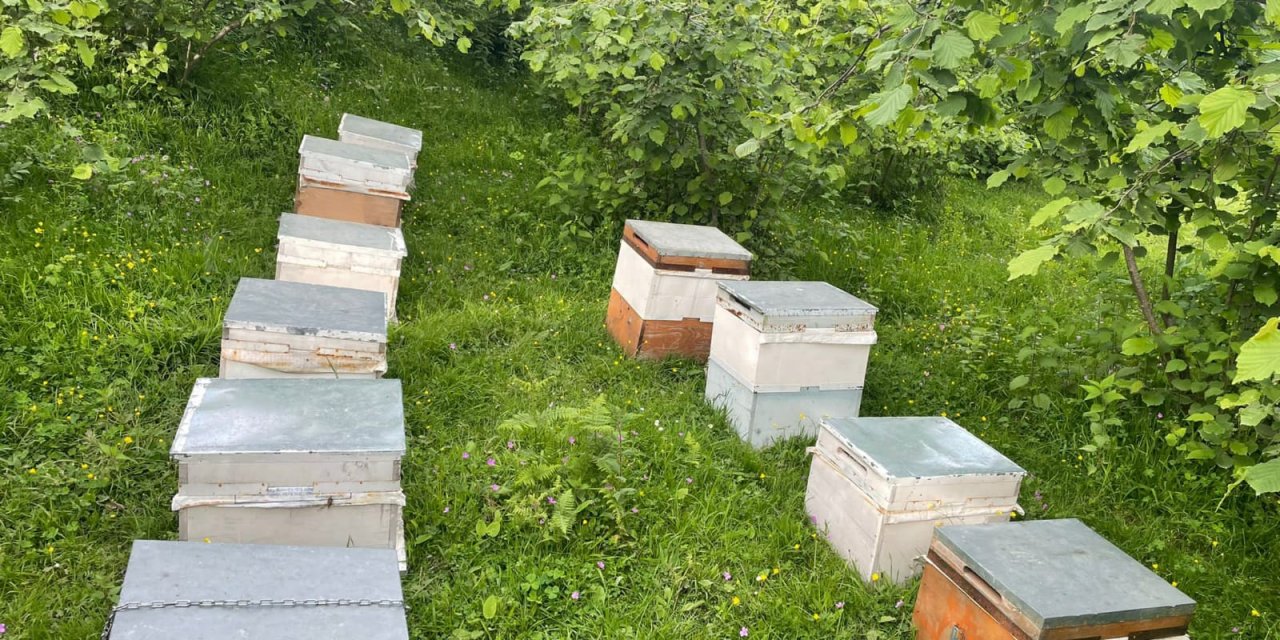 Çalınan 34 arı kovanını jandarma buldu