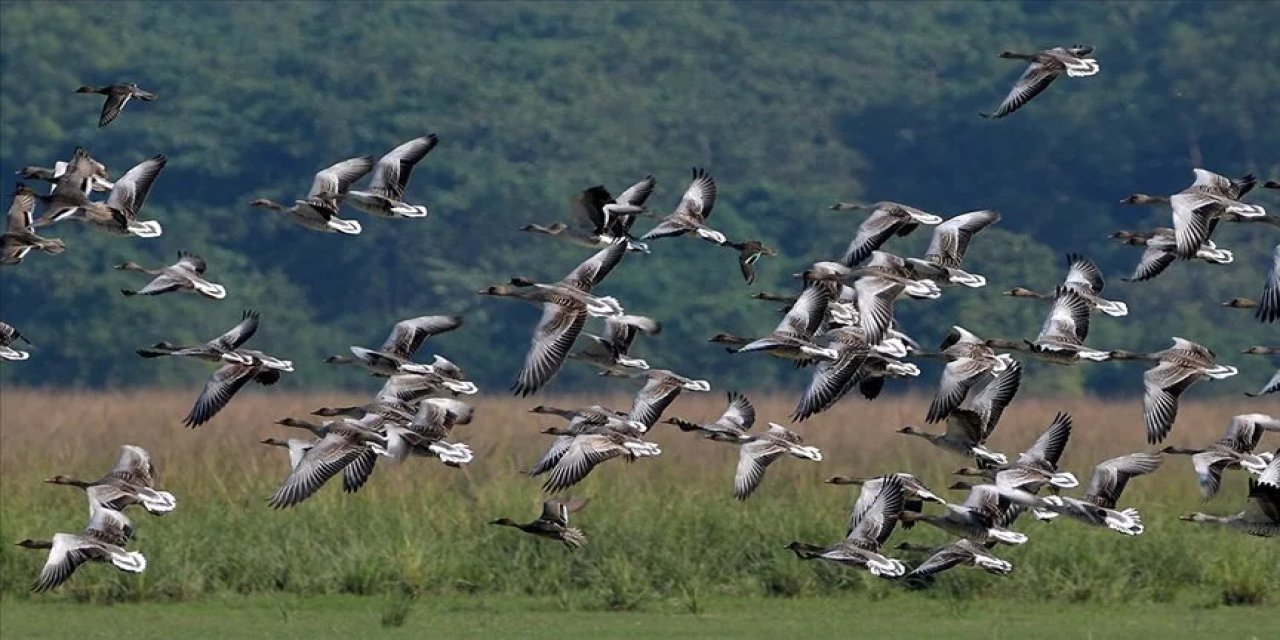 Kuşların rotaları ve göç zamanları değişiyor