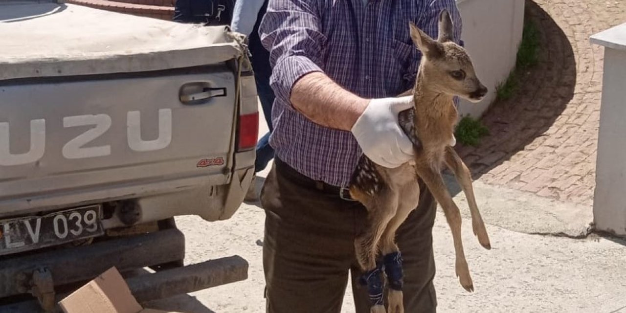 Yaralı karaca yavrusu tedavi altına alındı