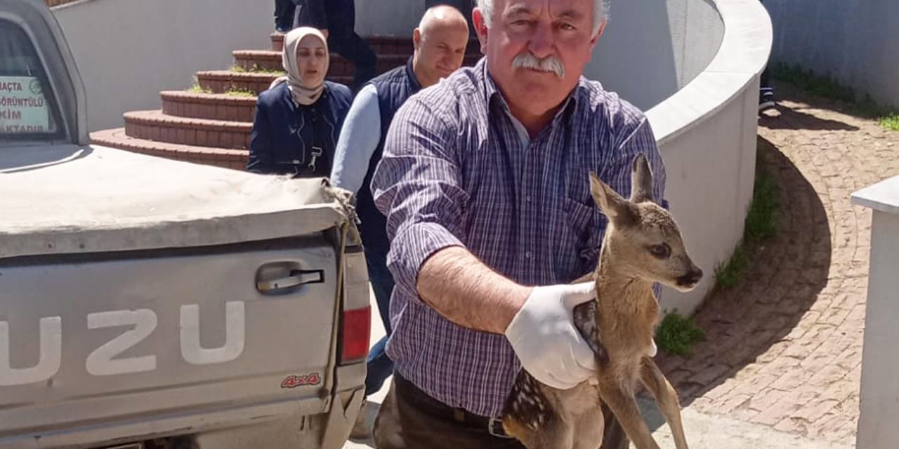 Yaralı karaca yavrusu tedavi altına alındı