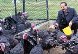 OMÜ'nün hindileri yılbaşına hazır