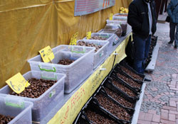 Zam kestanecileri güldürdü